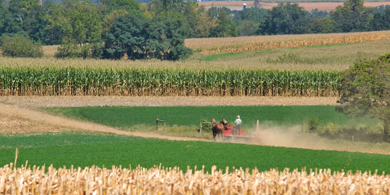 Amish farmer using horse-drawn equipment in a rural cornfield landscape during harvest season