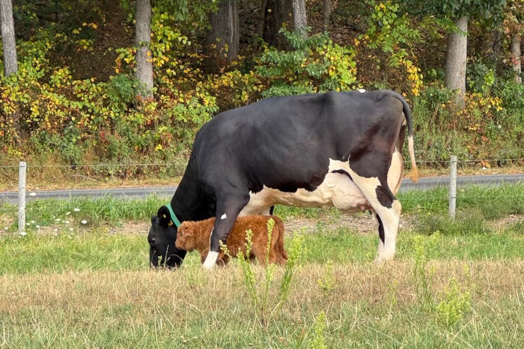 Holstein Scottish Highland cattle in pasture