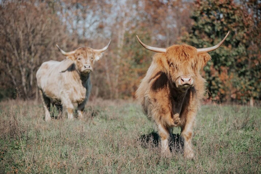 Scottish Highland cattle in pasture