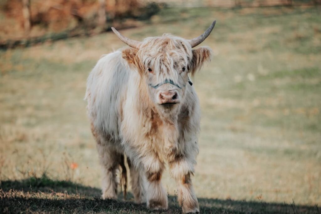 Scottish Highland cow in pasture