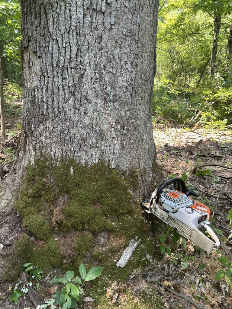 Moss growing around the base of a large tree where dirt can dull a chainsaw chain