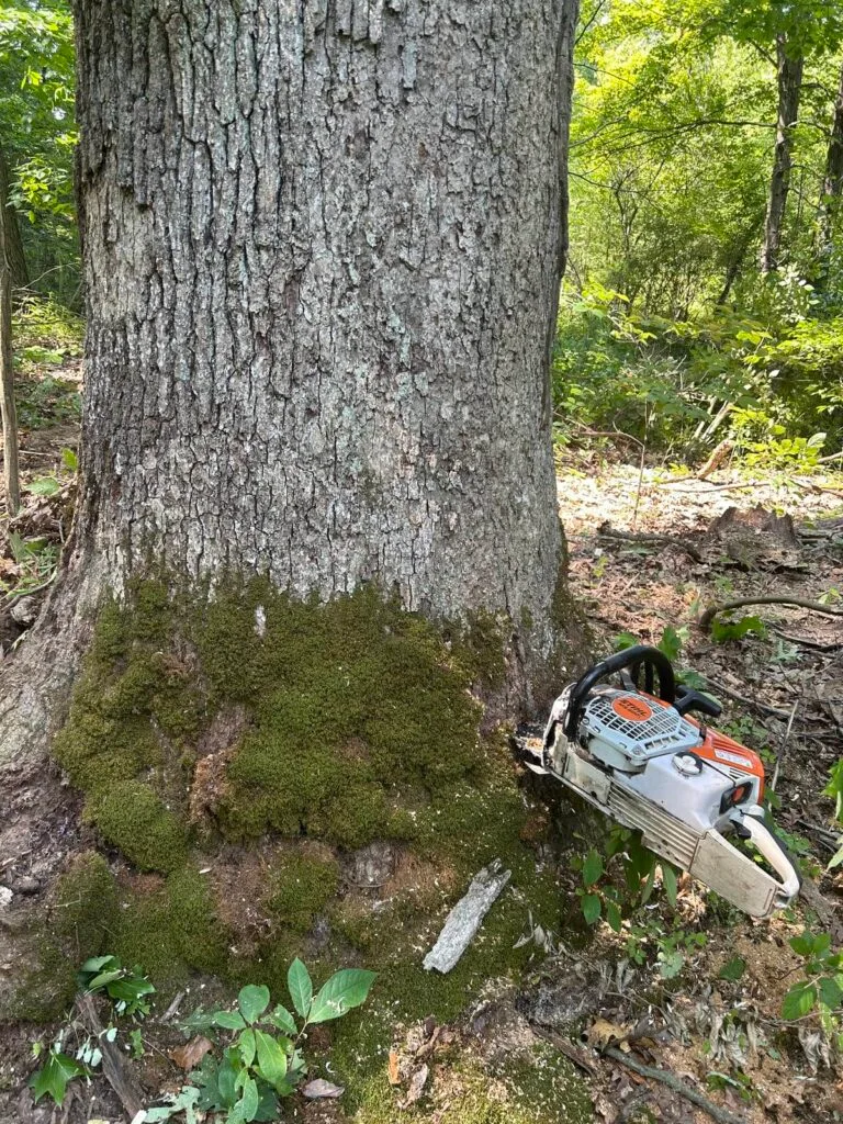 Moss growing around the base of a large tree where dirt can dull a chainsaw chain