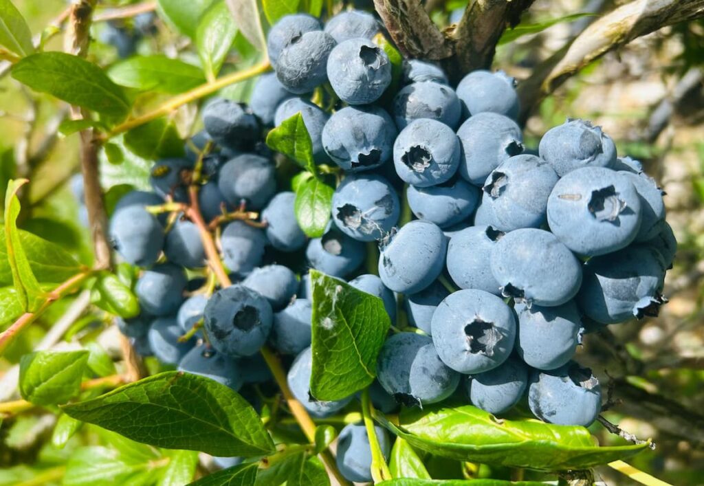 Blueberries