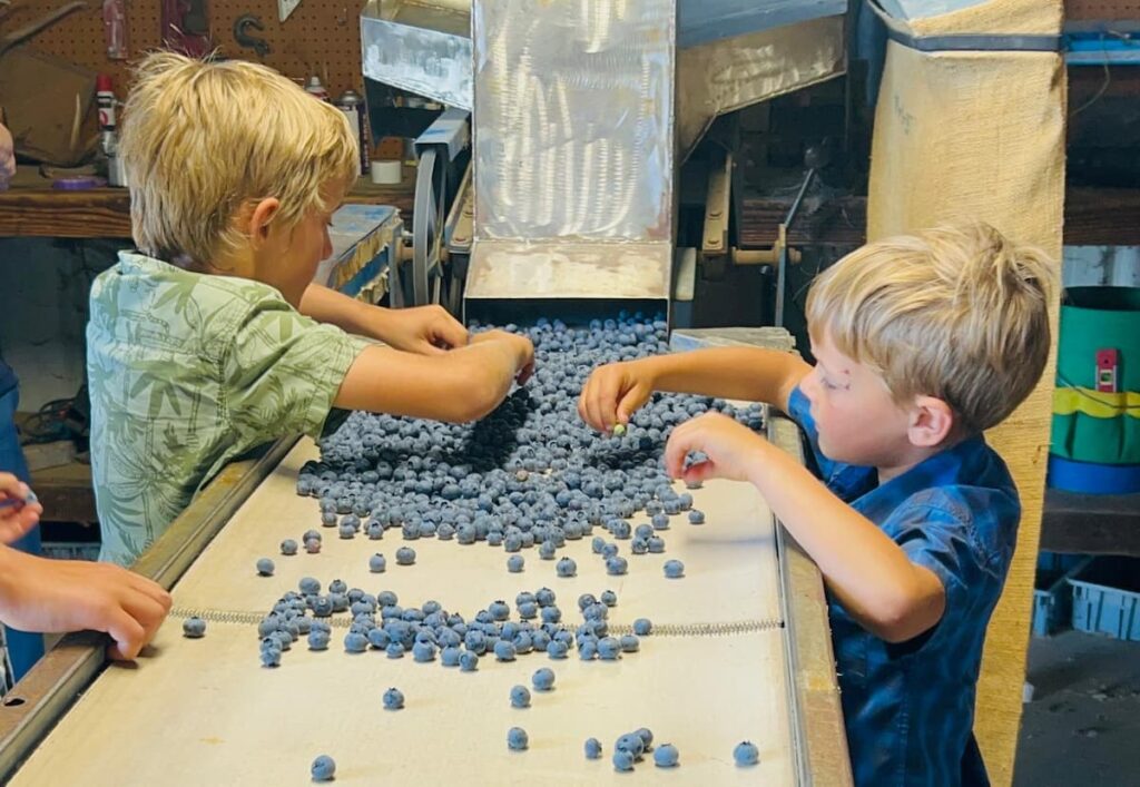 Even children can help sort blueberries on the sorter