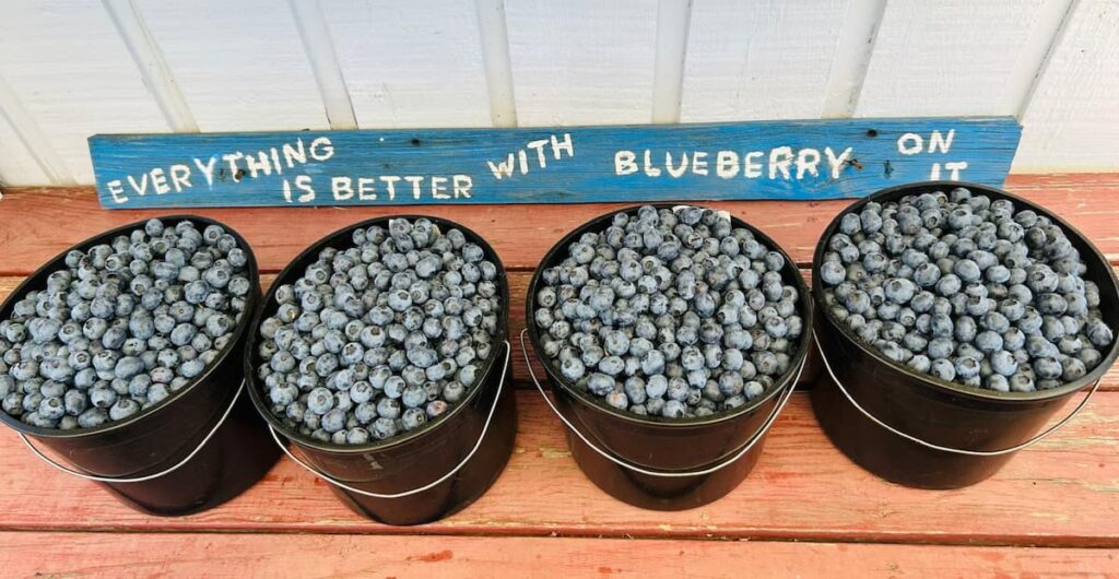 Everything is better with a blueberry on it